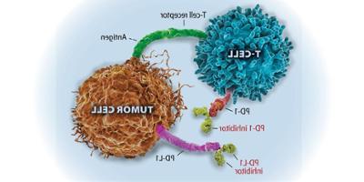 Up Close: How immune checkpoint inhibitors revolutionize cancer treatment